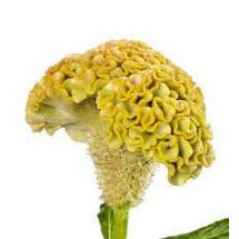 Seminte CELOSIA cristata CAPTAIN Yellow 1000s