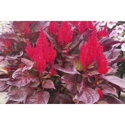 Seminte CELOSIA plumosa ARRABONA Bronze Leaf Red 1000s