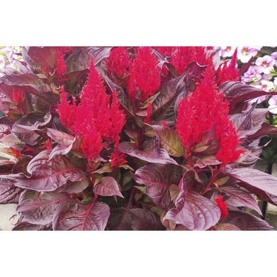 Seminte CELOSIA plumosa ARRABONA Bronze Leaf Red 1000s