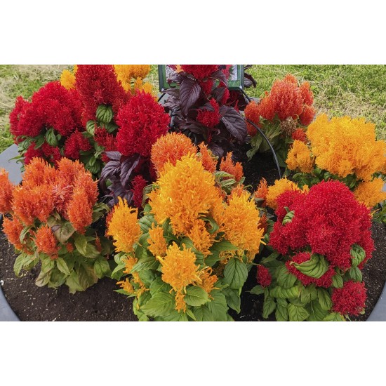 Seminte CELOSIA plumosa ARRABONA Mix 1000s