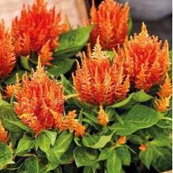 Seminte CELOSIA plumosa ARRABONA Orange 1000s