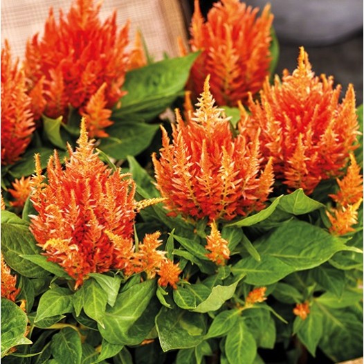 Seminte CELOSIA plumosa ARRABONA Orange 1000s
