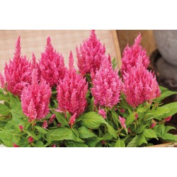 Seminte CELOSIA plumosa ARRABONA Pink 1000s