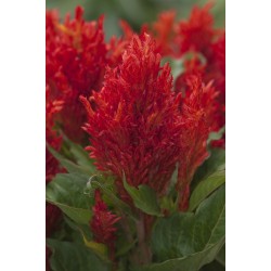 Seminte CELOSIA plumosa ARRABONA Red 1000s