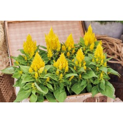 Seminte CELOSIA plumosa ARRABONA Yellow 1000s