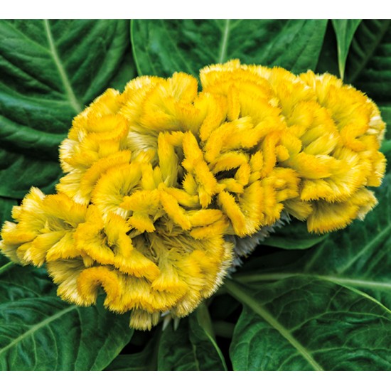Seminte CELOSIA cristata BRAINIAC Lightning Yellow 1000s