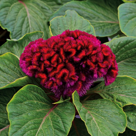 Seminte CELOSIA cristata BRAINIAC Mad Magenta 1000s