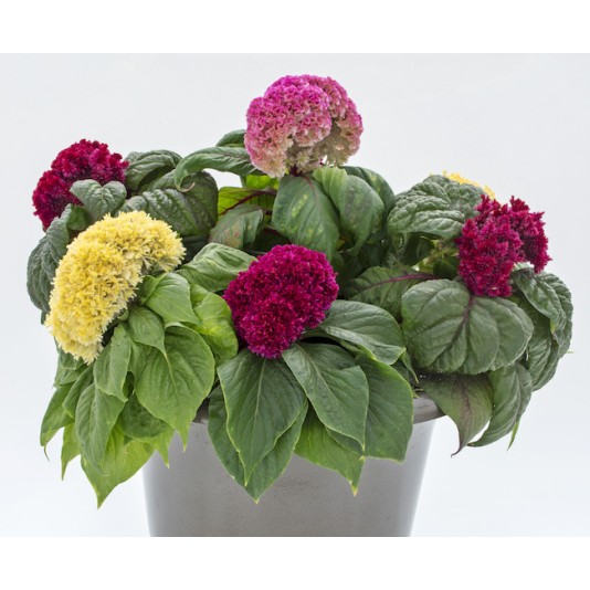 Seminte CELOSIA cristata BRAINIAC Mix 1000s
