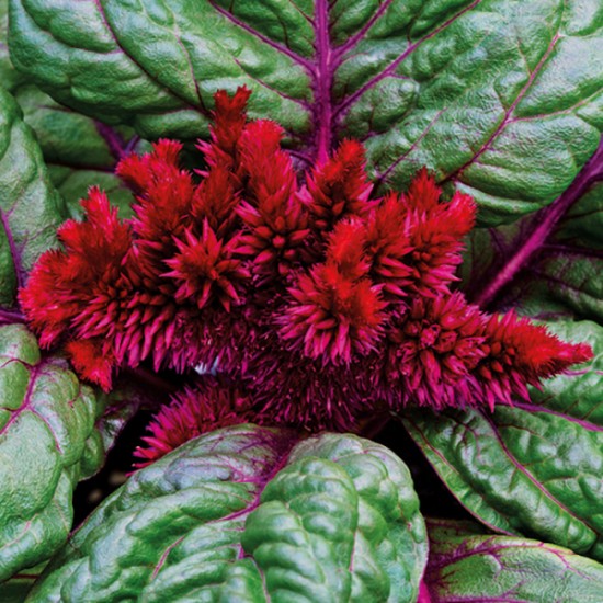 Seminte CELOSIA cristata BRAINIAC Raven Red 1000s