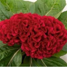 Seminte CELOSIA cristata BRAINIAC Robo Red 1000s