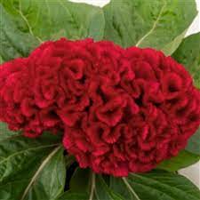 Seminte CELOSIA cristata BRAINIAC Robo Red 1000s