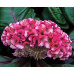 Seminte CELOSIA cristata BRAINIAC Think Pink 1000s