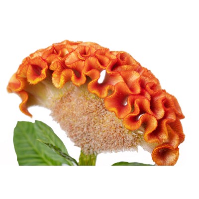 Seminte CELOSIA cristata CAPTAIN Light Orange 1000s