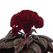 Seminte CELOSIA cristata Dracula 1000s