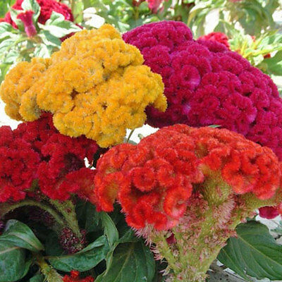Seminte CELOSIA cristata Mix Tall 100gr