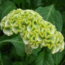 Seminte CELOSIA cristata SPRING Green 1000s