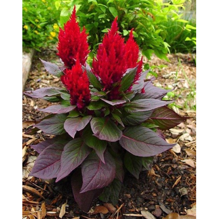 Seminte CELOSIA plumosa NEW LOOK Red 1000s