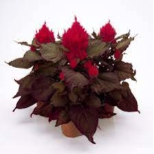 Seminte CELOSIA plumosa SMART LOOK Red 1000s