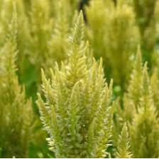 Seminte CELOSIA plumosa SUNDAY Green 1000s