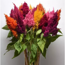 Seminte CELOSIA plumosa SUNDAY Mix 1000s