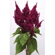 Seminte CELOSIA plumosa SUNDAY Purple 1000s
