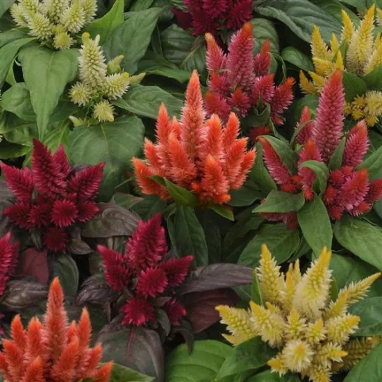 Seminte CELOSIA spicata KOSMO Mix 1000s