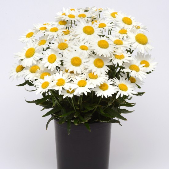Seminte CHRYSANTHEMUM (leucanthemum) superbum Arctic Snow 1000s