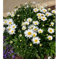 Seminte CHRYSANTHEMUM (leucanthemum) superbum Madonna F1 1000s