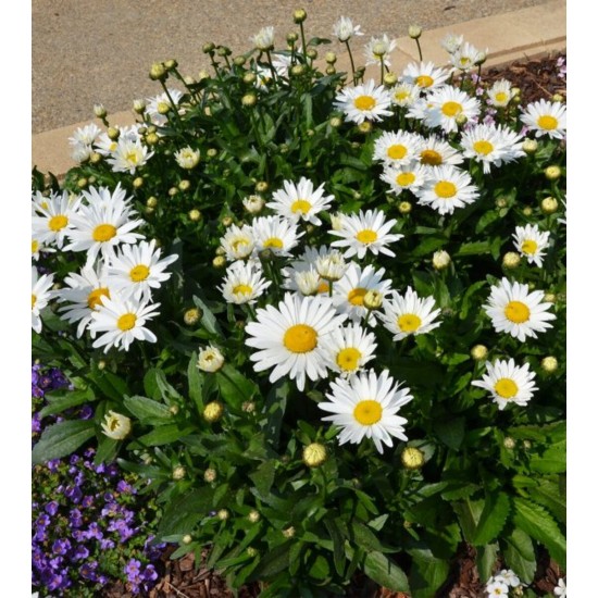 Seminte CHRYSANTHEMUM (leucanthemum) superbum Madonna F1 1000s