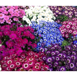 Seminte CINERARIA cruenthus AMIGO Strain Mixed 1000s