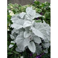Seminte CINERARIA maritima SENECIO New Look 1000s