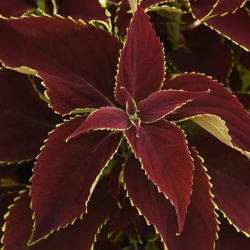 Seminte COLEUS blumei PREMIUM SUN Ruby Heart 1000s