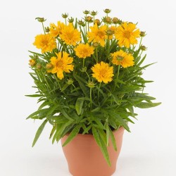 Seminte COREOPSIS grandiflora Double The Sun 1000s