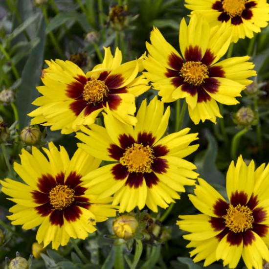 Seminte COREOPSIS grandiflora Sun Kiss 1000s