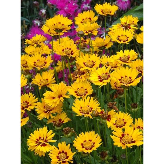 Seminte COREOPSIS grandiflora Sunfire 1000s