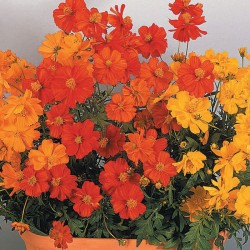 Seminte COSMOS sulphureus COSMIC Mix 1000s