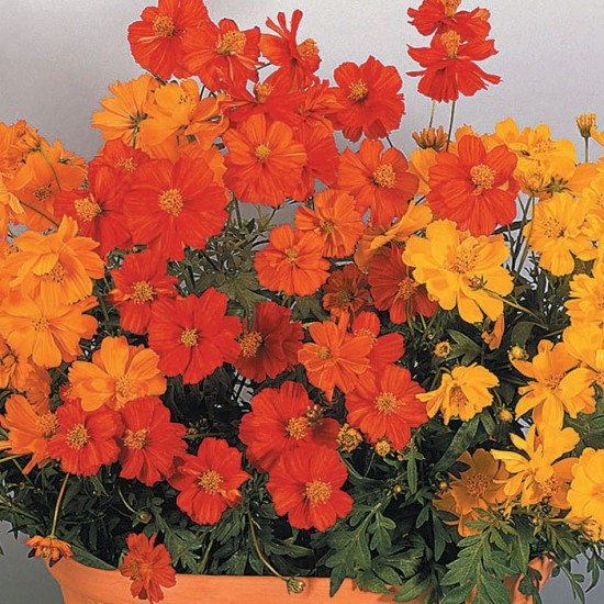 Seminte COSMOS sulphureus COSMIC Mix 1000s