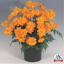 Seminte COSMOS sulphureus COSMIC Orange 1000s