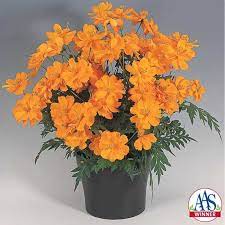 Seminte COSMOS sulphureus COSMIC Orange 1000s
