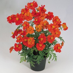 Seminte COSMOS sulphureus COSMIC Red 1000s