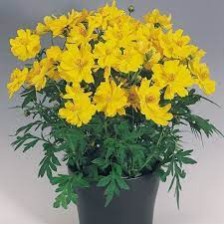 Seminte COSMOS sulphureus COSMIC Yellow 1000s