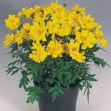 Seminte COSMOS sulphureus COSMIC Yellow 1000s