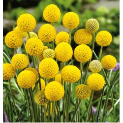 Seminte CRASPEDIA globosa (Drumstick) Billy Buttons 10 g