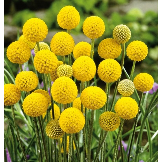 Seminte CRASPEDIA globosa (Drumstick) Billy Buttons 10 g