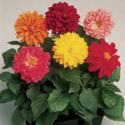 Seminte DAHLIA variabilis FRESCO Mix 1000s