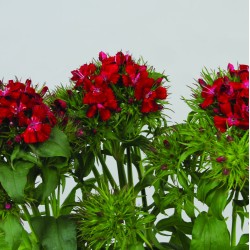 Seminte DIANTHUS barbatus BARBIENNE F1 Dark Red Shades 1000s