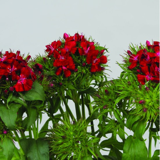 Seminte DIANTHUS barbatus BARBIENNE F1 Dark Red Shades 1000s