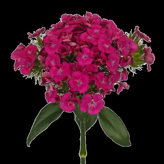 Seminte DIANTHUS barbatus BARBIENNE F1 Rose Shades 1000s