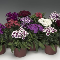 Seminte DIANTHUS barbatus BARBARINI F1 Mix Formula 1000s