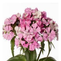 Seminte DIANTHUS barbatus BARBIENNE F1 Appleblossom 1000s
